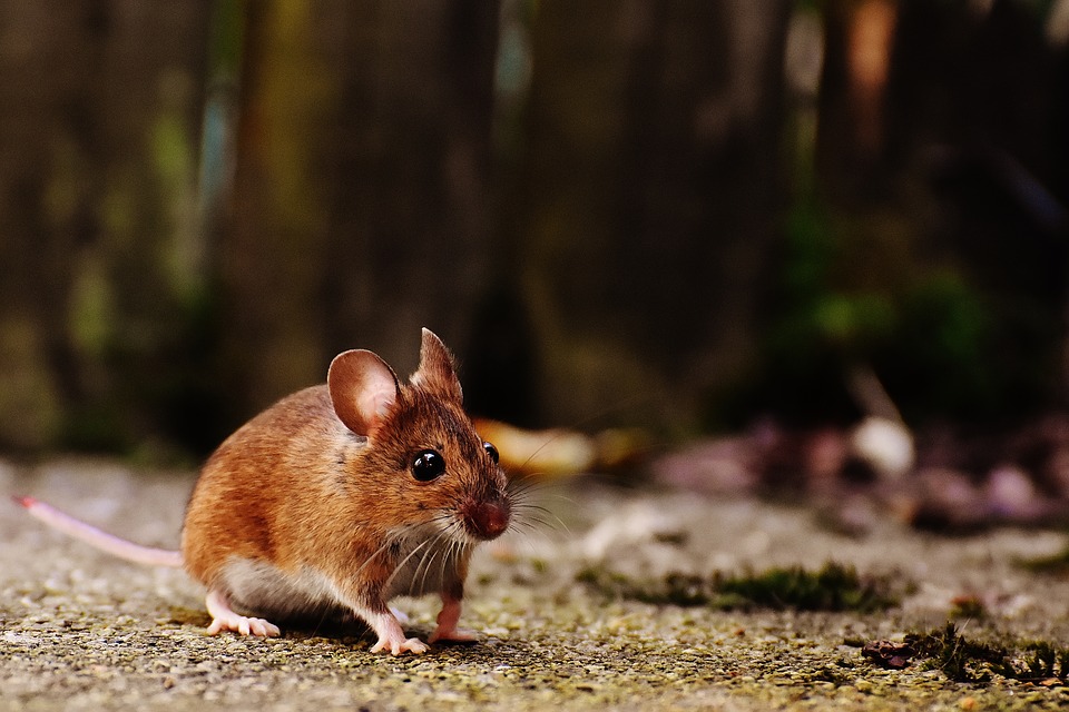 Rodent-Proofing Your Home
